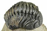 Detailed Phacopid (Morocops) Trilobite - Foum Zguid, Morocco #363157-1